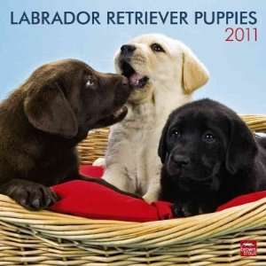  Labrador Retriever Puppies 2011 Wall Calendar 12 X 12 