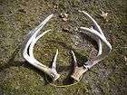 87 inch 4 Point Mule Deer Shed Antlers Taxidermy  