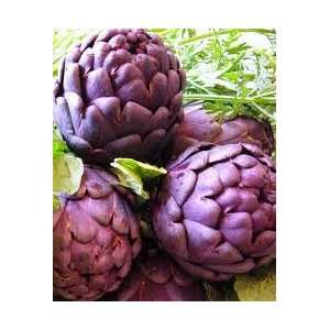  RARE   VIOLETE DE PROVENCE ARTICHOKE Live Plant   ORGANIC 