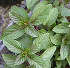 chocolate mint plant  