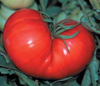 75   TOMATO ROMA VF   Red improved disease resistance, for great 