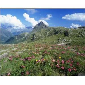 SWITZERLAND   Bernina Pass, mass of flowers including alpine clover 