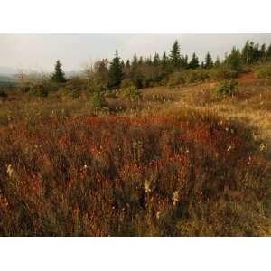Shrubs, Blueberry Bushes, and Landscape in Autumn Hues Photographic 