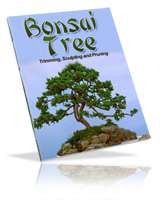 Bonsai Trees   Growing, Trimming, Sculpting & Pruning  
