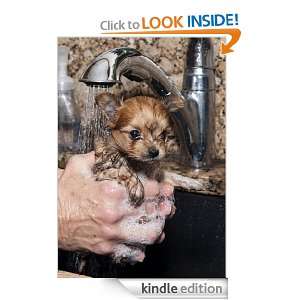 How To Care For Chihuahua Puppies Comprehensive Guide Micheal Chin 