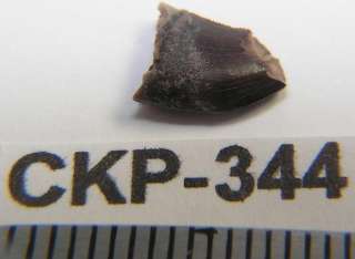 Dinosaur Fossil Unspecified Raptor Tooth ckp344  