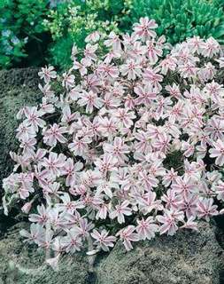 Candy Stripe Creeping Phlox Perennial   Potted  