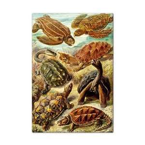 Ernst Haeckel Chelonia Turtles Fridge Magnet