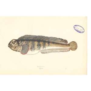  Fish C1880 H/C Natural History Wolf Fish