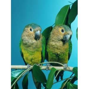 Orange Cheeked Conures (Aratinga Pertinax Chrysophrys) Premium 