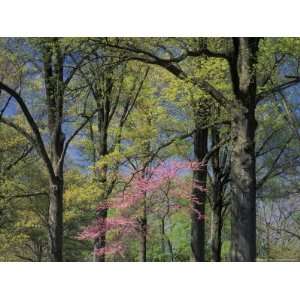  Eastern Redbud Among Oak Trees, Kentucky, USA Photographic 