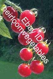   Red Cherry Tomato. 30 seeds. HEIRLOOM. ***SAME DAY SHIPPING***  