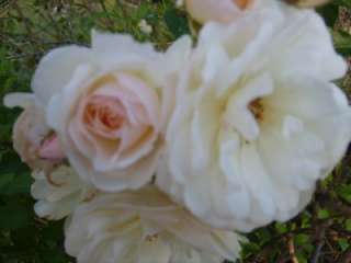 Rose Bush Plant Heirloom Antique White Climber Prom Queen  