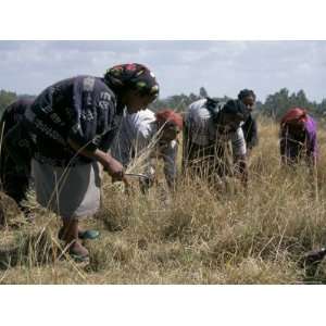  Team of Women Harvesting Crops, Soddo, Ethiopia, Africa 