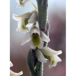 Hardy Nodding Ladies Truss Orchid   Spiranthes   Potted  