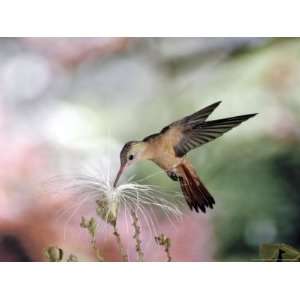 Cinnamon Hummingbird, Feeding at Flowers of Inga Tree, Dry Forest 