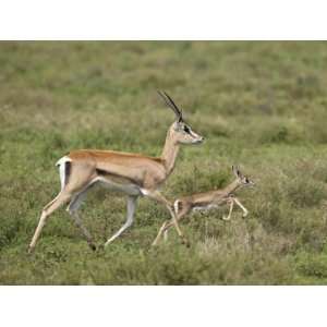 Grants Gazelle (Gazella Granti) Mother and Baby, Serengeti National 