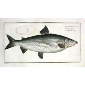  Marcus E Bloch Fish Print   Salmo Thymallus Latus Fine Art 