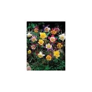   McKanas Giant Mix Seed   1 oz Seed Packet Patio, Lawn & Garden