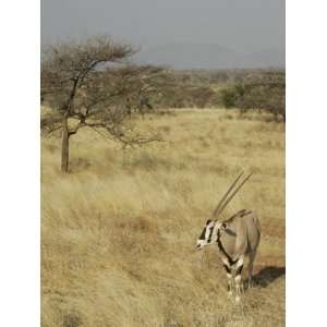  Oryx in its Savanna Habitat, Oryx Beisa, Samburu, Kenya 