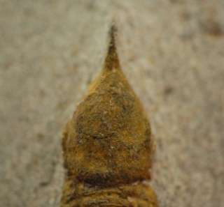 UPPER ORDOVICIAN SYMPHYSOPS SP. TRILOBITE FROM MOROCCO  