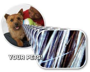 Magnify even living objects, such as your pet, and view all of it on 