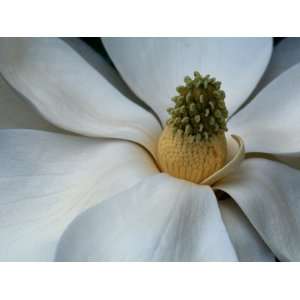  Fruit Cone of Southern Magnolia Tree Flower Stretched 