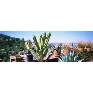 Potted Plants on Terrace, San Miguel de Allende, Guanajuato, Mexico 