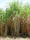 sugar cane plants  