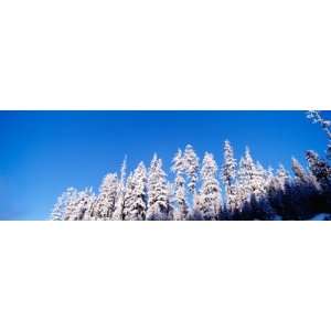  Pine Trees in Winter, Oregon by Panoramic Images, 12x36 