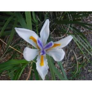 Walking Apostle Iris Plant White Blue Flowers Neomarica gracilis