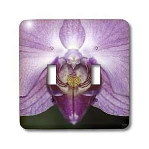 Kike Calvo Orchids   Purple orchid is a vibrant garden orchid in which 