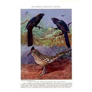   Anis & Road Runner   Allan Brooks Vintage Bird Print 