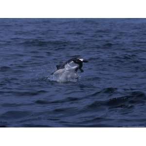  South African Fur Seal, Attacked by Shark Photographic 