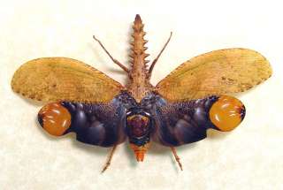 This rare and strange looking lanternfly is commonly known as the saw 