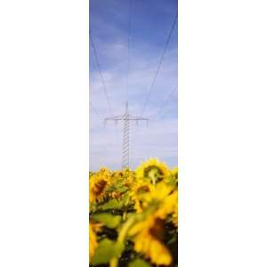  Power Lines Over a Sunflower Field, Baden Wurttemberg 