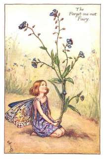 FLOWER FAIRIES CORNFLOWER. C.BARKER.c1940s. Old print  