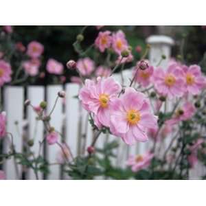  Pink Flowers by White Picket Fence, Langley, Whidbey 